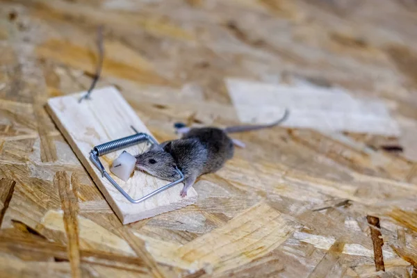 Souris Morte Dans Piège Souris Sur Sol — Photo