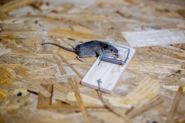 床にネズミ捕りにネズミの死骸 — ストック写真