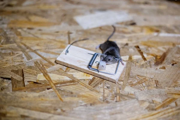 Dead Mouse Mousetrap Floor — Stock Photo, Image