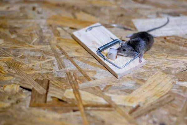 Мертвая Мышь Мышеловке Полу — стоковое фото