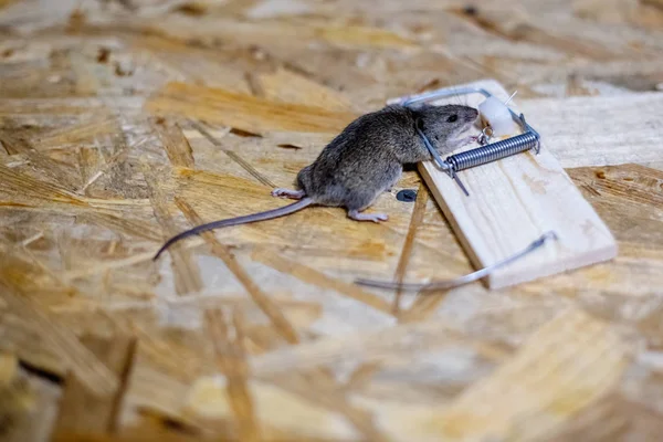 Dead Mouse Mousetrap Floor — Stock Photo, Image