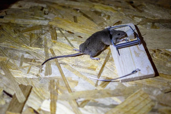 Ratón Muerto Una Ratonera Suelo — Foto de Stock