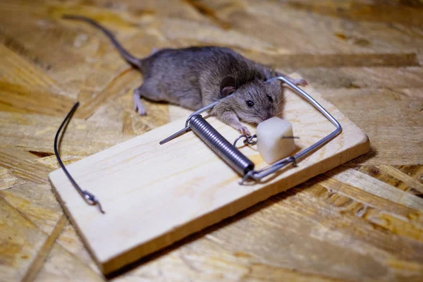 Mouse Morto Uma Ratoeira Chão — Fotografia de Stock