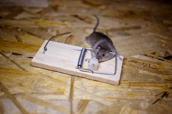 Mrtvou Myš Myši Podlaze — Stock fotografie