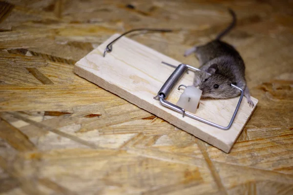 Dead Mouse Mousetrap Floor — Stock Photo, Image