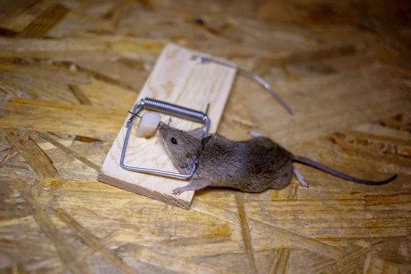 死老鼠在地板上的捕鼠器 — 图库照片