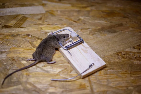 Ratón Muerto Una Ratonera Suelo — Foto de Stock