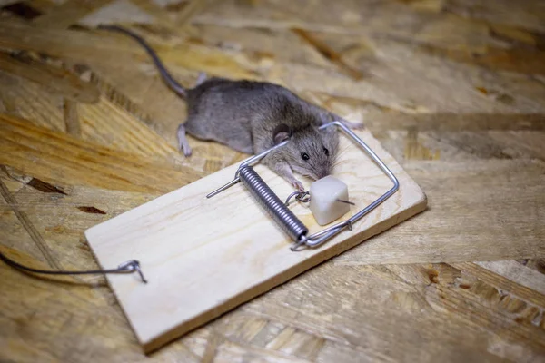 Souris Morte Dans Piège Souris Sur Sol — Photo