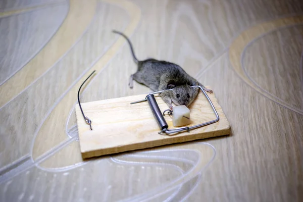Döglött Egeret Egy Egérfogó Emeleten — Stock Fotó