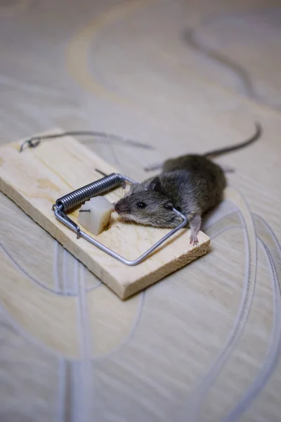 Dead Mouse Mousetrap Floor — Stock Photo, Image