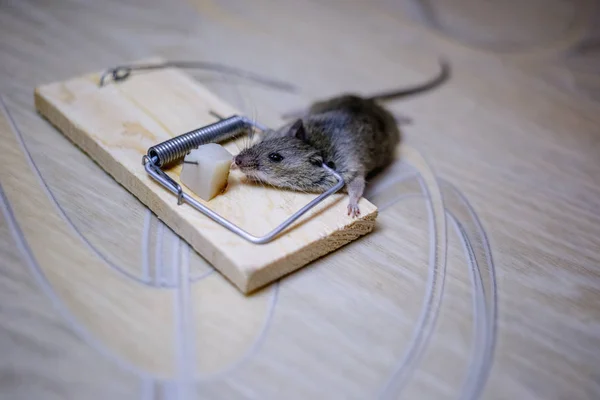 死老鼠在地板上的捕鼠器 — 图库照片