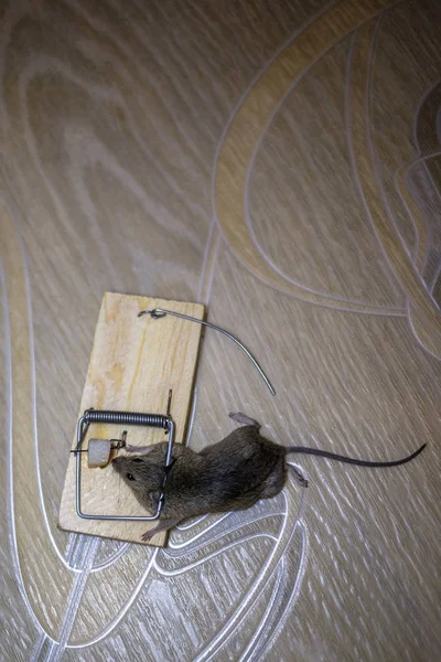 Mouse Morto Uma Ratoeira Chão — Fotografia de Stock