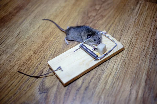 Mouse Morto Uma Ratoeira Chão — Fotografia de Stock