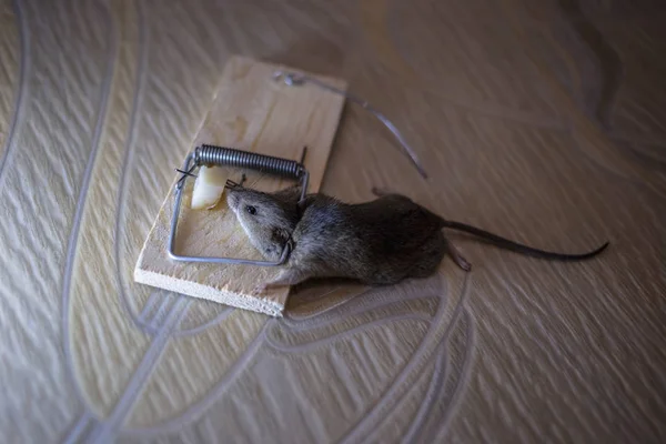 Мертвая Мышь Мышеловке Полу — стоковое фото