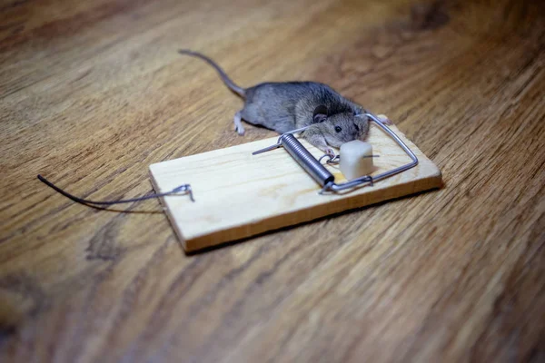 Mouse Morto Uma Ratoeira Chão — Fotografia de Stock