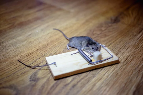 床にネズミ捕りにネズミの死骸 — ストック写真