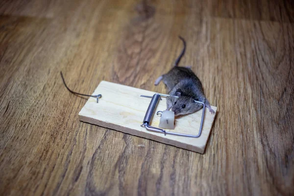 Νεκρό Ποντίκι Μια Ποντικοπαγίδα Στο Πάτωμα — Φωτογραφία Αρχείου