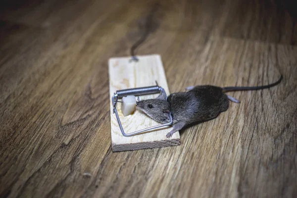 Souris Morte Dans Piège Souris Sur Sol — Photo