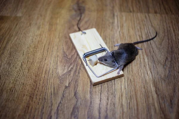 Ratón Muerto Una Ratonera Suelo —  Fotos de Stock