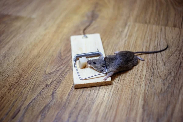 Dode Muis Een Muizenval Verdieping — Stockfoto