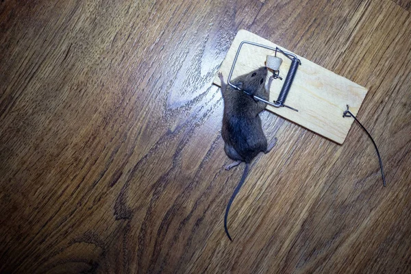 Tote Maus Mausefalle Auf Dem Boden — Stockfoto