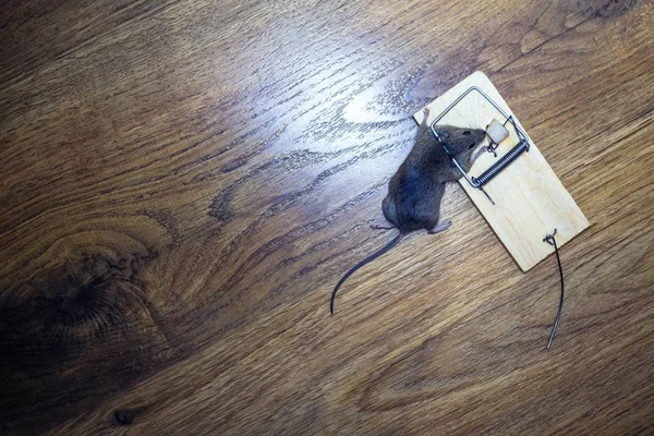 Ratón Muerto Una Ratonera Suelo — Foto de Stock