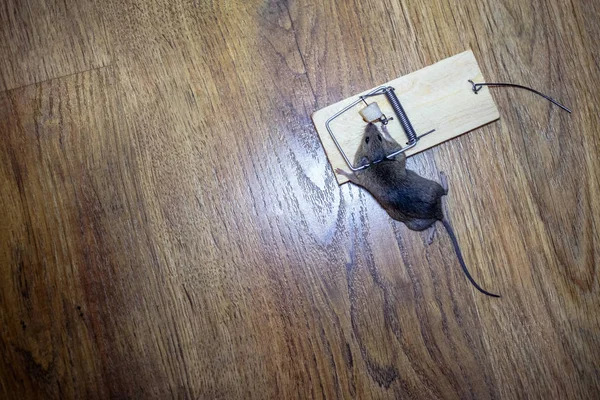 Tote Maus Mausefalle Auf Dem Boden — Stockfoto