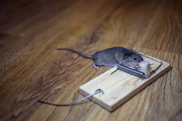 Mouse Morto Uma Ratoeira Chão — Fotografia de Stock