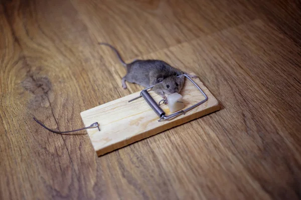 Mouse Morto Uma Ratoeira Chão — Fotografia de Stock