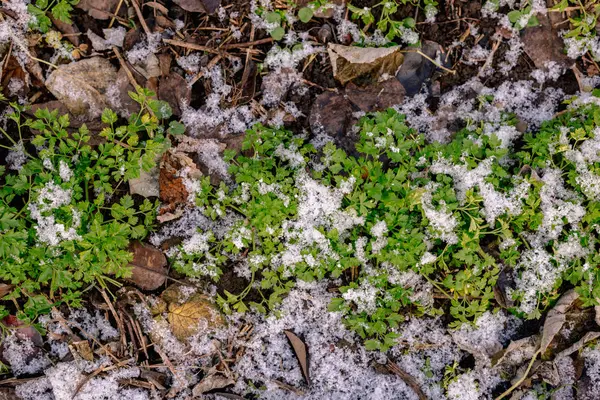 Green Parsley Garden Covered Snow — Stock Photo, Image