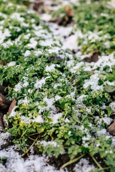 Perejil Verde Jardín Está Cubierto Nieve —  Fotos de Stock