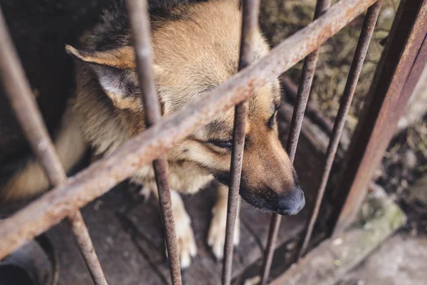 Big Sad Shepherd Old Aviary Toned Style Photo — Stock Photo, Image