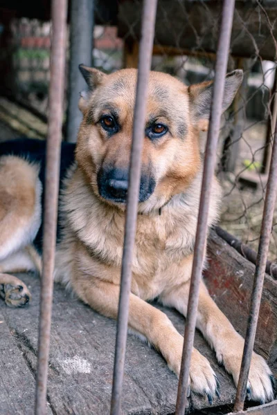 Big Sad Shepherd Old Aviary Toned Style Photo — Stock Photo, Image