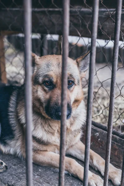 古い飛行場で大きな悲しい羊飼い スタイルの写真 — ストック写真