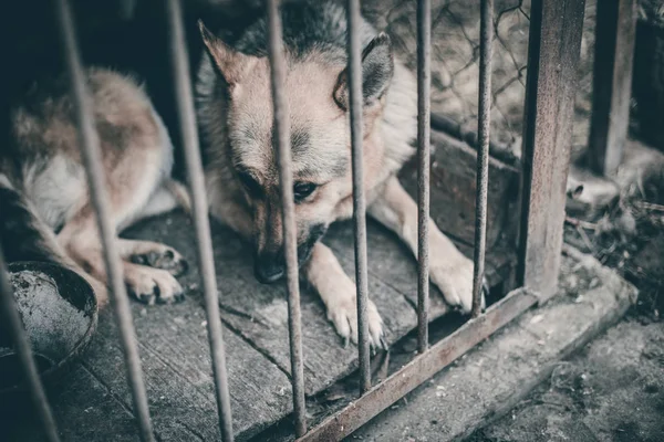 Ein Großer Trauriger Schäferhund Einer Alten Voliere Tönendes Stilvolles Foto — Stockfoto