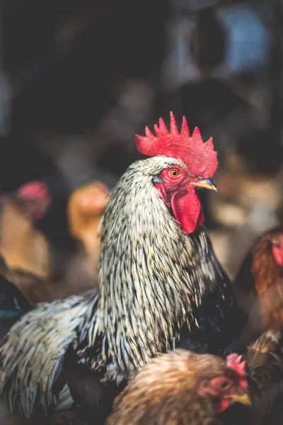 Kippen Boerderij Getonen Stijl Kleurenfoto — Stockfoto