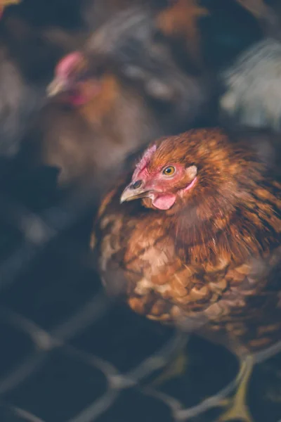 Ayam Peternakan Toned Gaya Foto Warna — Stok Foto