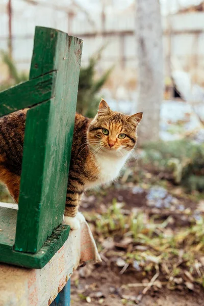 Retrato Gato Rural Pelirrojo — Foto de Stock