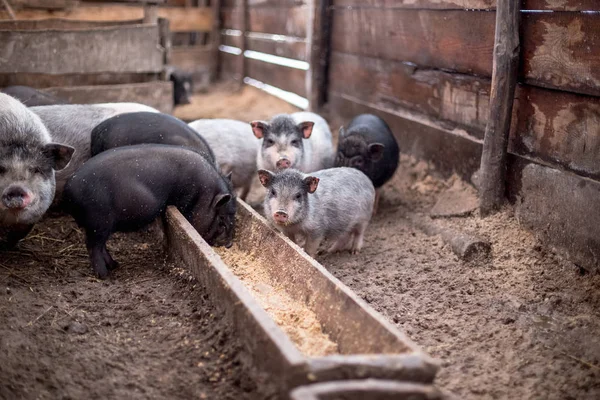 Small pigs eat from a wooden trough.