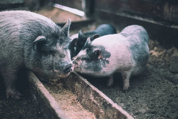 Маленькие Свиньи Едят Деревянной Кормушки — стоковое фото