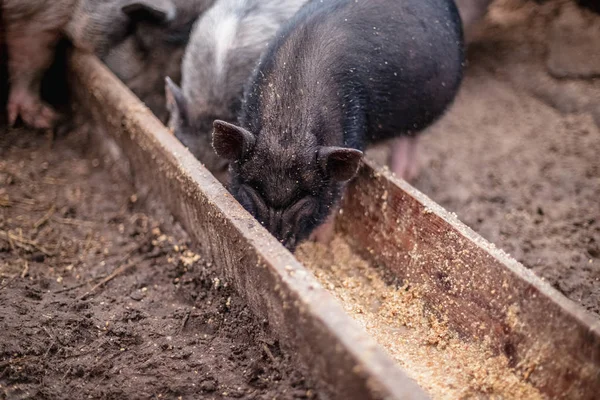 Kleine Schweine Fressen Aus Einem Holztrog — Stockfoto