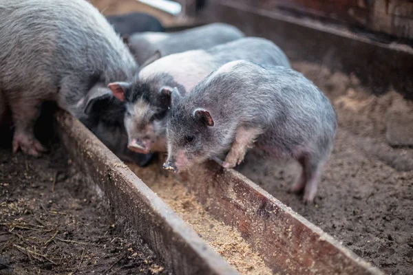 Маленькие Свиньи Едят Деревянной Кормушки — стоковое фото