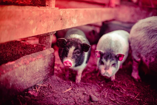 Small Vietnamese pigs on the farm.