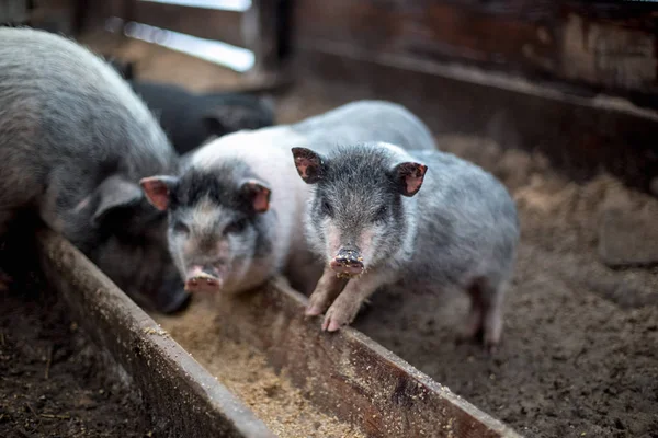 Los Cerdos Pequeños Comen Bebedero Madera — Foto de Stock