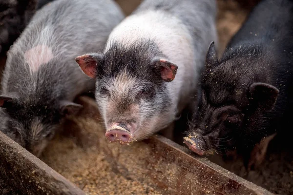 Los Cerdos Pequeños Comen Bebedero Madera — Foto de Stock