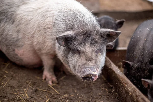 Los Cerdos Pequeños Comen Bebedero Madera — Foto de Stock