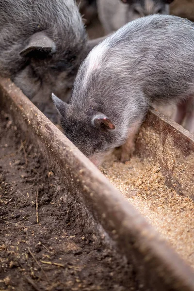 Los Cerdos Pequeños Comen Bebedero Madera — Foto de Stock