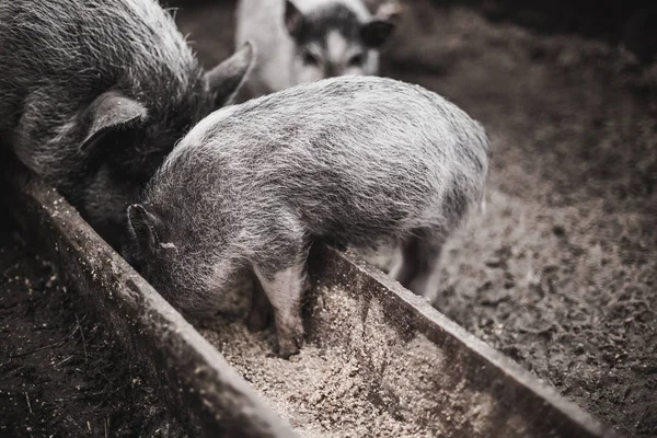 Small pigs eat from a wooden trough.