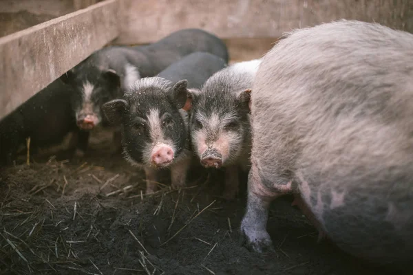Вьетнамские Свиньи Ферме — стоковое фото
