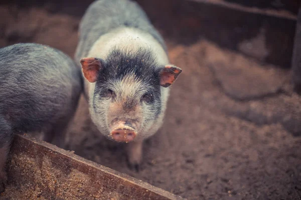 Pequenos Porcos Comem Cocho Madeira — Fotografia de Stock